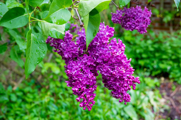 Fliederblüten im Regen (bot. Syringa)