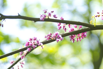 Spring branch of a tree, with blossoming pink small flowers on a bokeh background of green leaves.