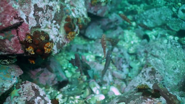 Fish and urchin in underwater rocks on Japan Sea.  Amazing underwater world and the inhabitants, fish, stars, octopuses and vegetation of the Sea of Japan.