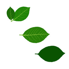 Set of leaf icons. Suitable for logo of eco friendly, natural, organic products. Vector Illustration