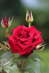 Роза (rose)