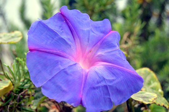 Beautiful flowers of garden in Cr&egrave;ta.