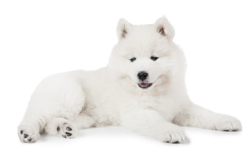 Naklejka na ściany i meble Seven weeks old Samoyed puppy over white