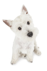 Portrait of West Highland White Terrier