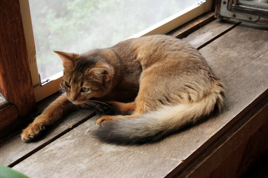 somali  cat