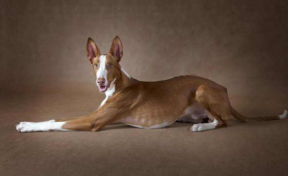One year old Podenco ibicenco dog in front of brown background