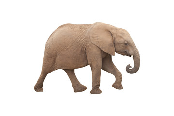 Obraz premium Elephant Isolated on White Background