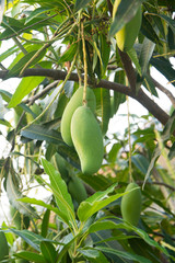 thai mangoes in garden