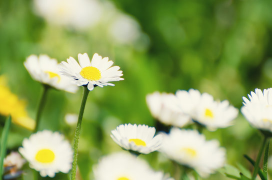 Wild camomile daisy flowers growing on green meadow, macro image with  copy space, holiday easter background