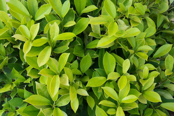 fresh leaves ficus altissima Blume tree background