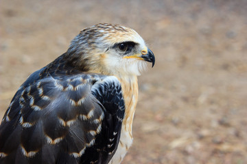 young falcon