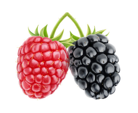 Isolated raspberry and blackberry