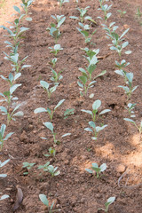 Chinese kale vegetable growing in the garden.