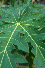 papaya leaf