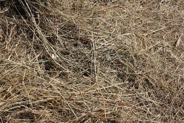 Dries hay background and texture 19665