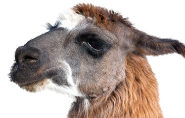 Beautiful lama portrait