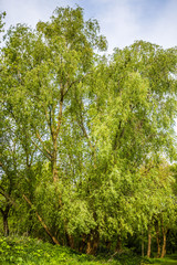Fototapeta premium Papenburg