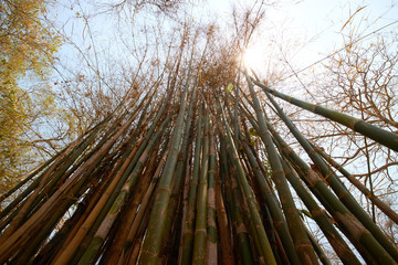 growing bamboo