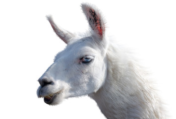 Beautiful lama portrait