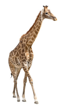 Giraffe isolated on white background