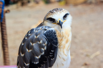 young falcon