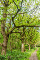 Obraz premium Papenburg