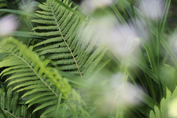 Папоротник (fern)