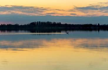 Birds floating in calm lake after sunset
