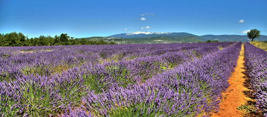 Zelfklevend Fotobehang Uitzicht op de Mont Ventoux vanaf een lavendelveld op de weg naar Sault © panosud360