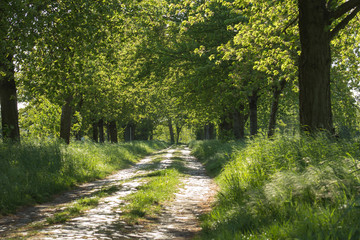 Fototapeta premium Allee