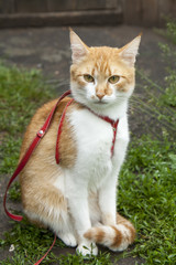 Cute white-red cat in a red collar sitting on the trail of green grass