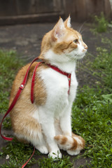Cute white-red cat in a red collar sitting on the trail of green grass