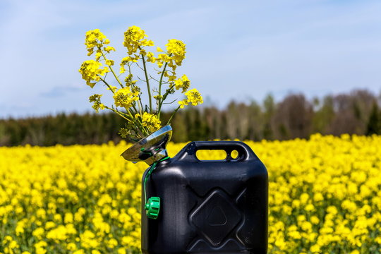 Ein Kanister mit Rapsbl&uuml;ten, Bio-&Ouml;l