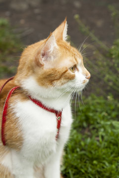 Cute white-red cat in a red collar sitting on the trail of green grass