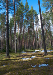  landscape in the spring forest.