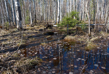 Fototapeta na wymiar Russian forest in early spring.