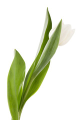 Fototapeta na wymiar white tulip cover by leaf
