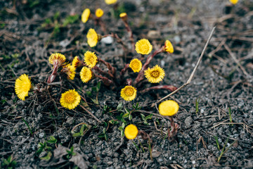 Spring flowers. Mother and stepmother. Selective focus