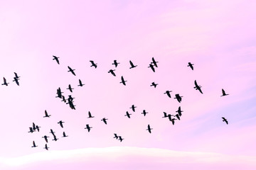 a flock of birds against the purple background