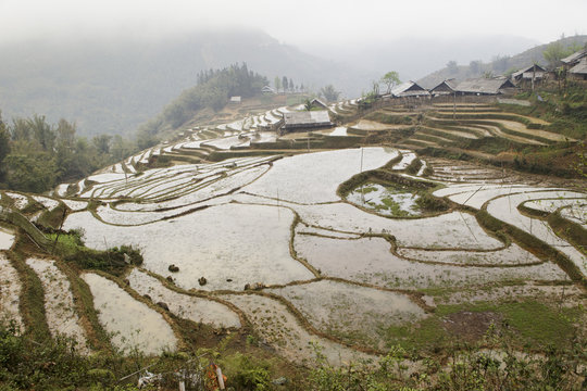 overview on rice fields at sapa vietnam