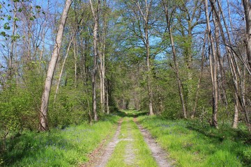 Sous bois forêt de Chantilly