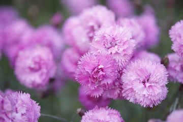 Pink carnation flowers in the garden