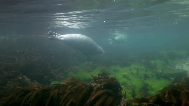 Baby Harbor Gray Spotted Seal Largha Swims In Underwater Grass In Japan Sea And Pose For  Video Camera Underwater. Amazing Underwater World And The Inhabitants, Fish, Stars, Octopuses.