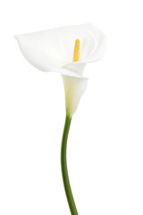 white calla lily