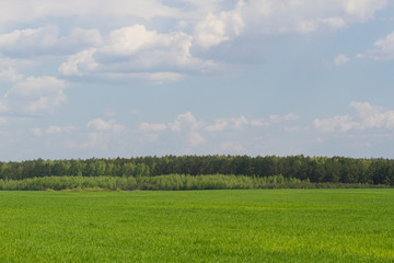 Obraz premium Green color grass texture. Field of wheat sprouts, Ukraine