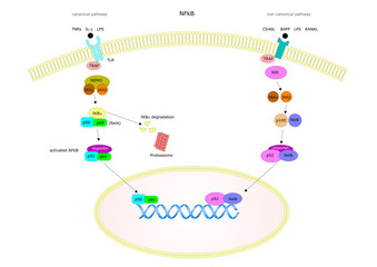 activation of nuclear factor kB (NFkB) via canonical and non canonical pathway