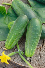 Cucumbers on wooden background