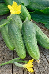 Cucumbers on wooden background