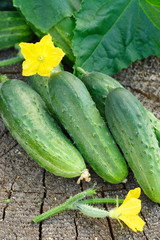 Cucumbers on wooden background