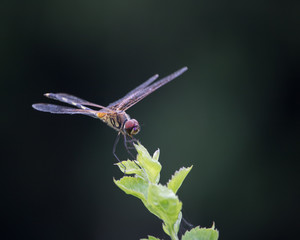 Dragonfly on Tip of Plant